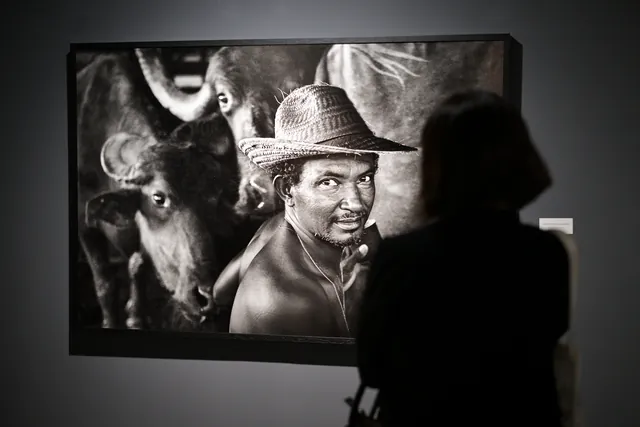Visitante diante do retrato de um vaqueiro entre búfalos, em grande formato.