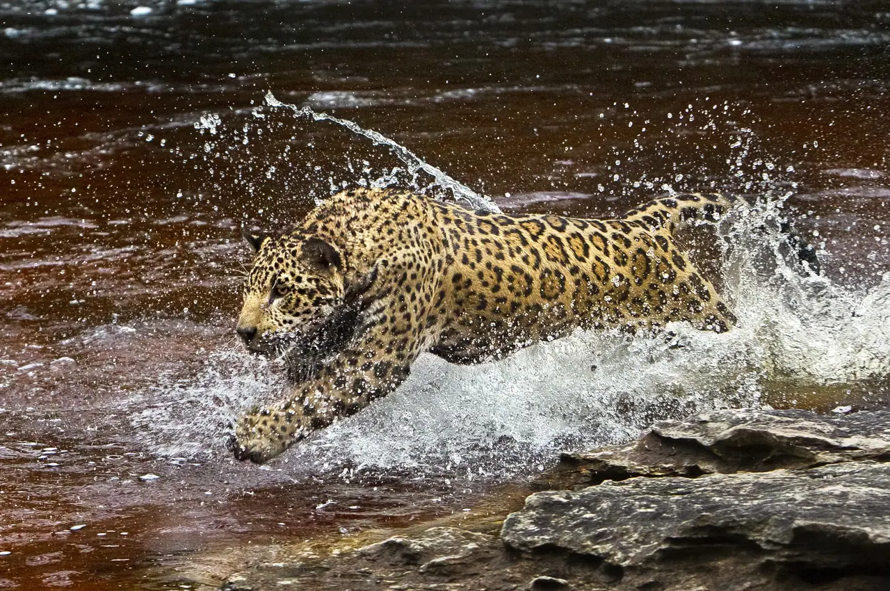 Onça-pintada 1. Presidente Figueiredo. Amazonas. 2015