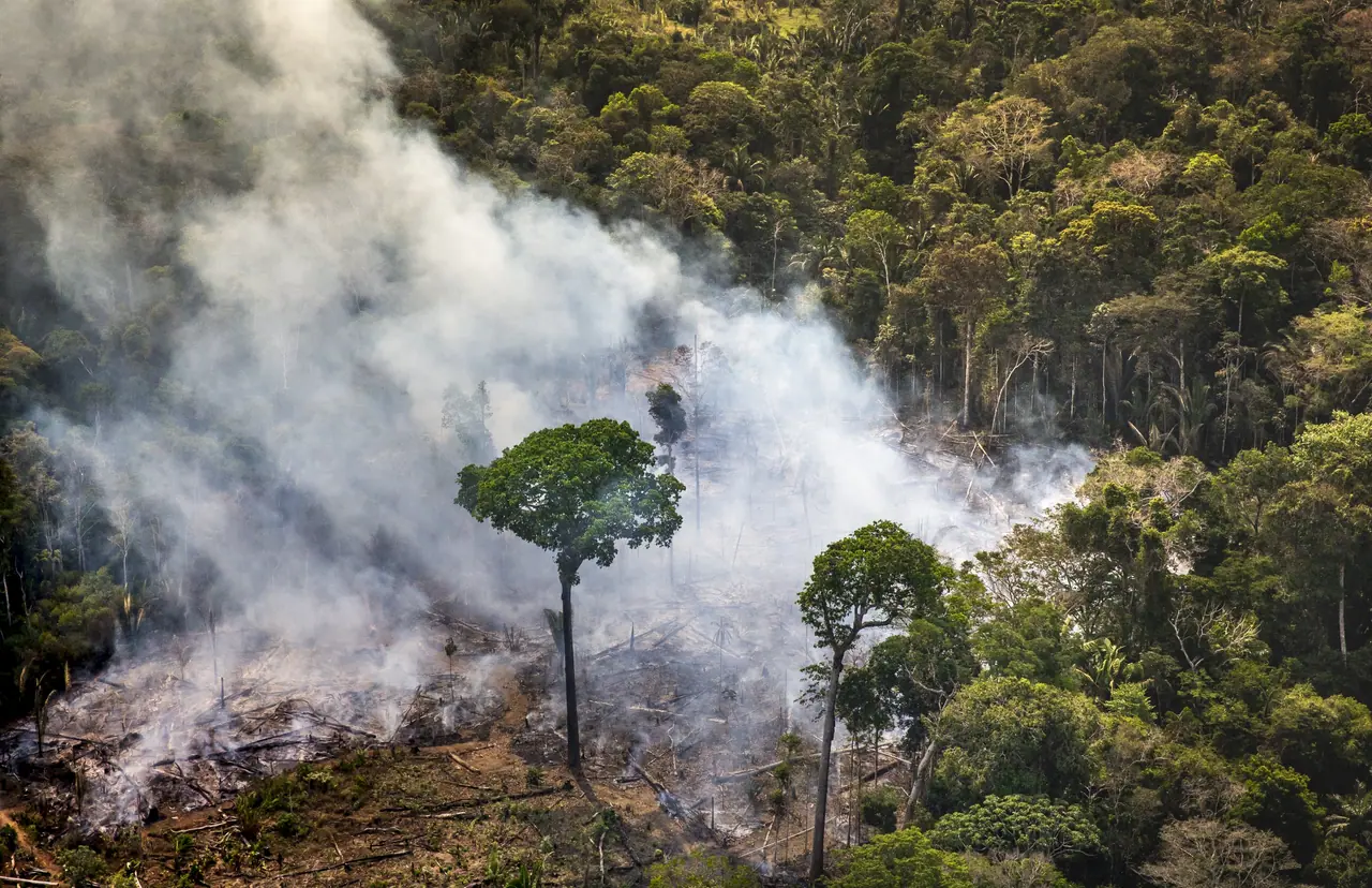 Vista aérea de fumaça sobre a floresta, com duas árvores altas isoladas
