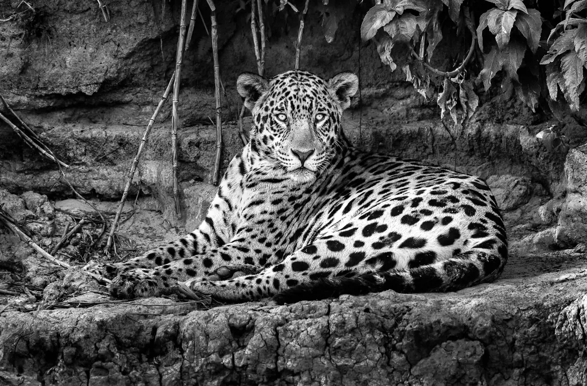 Onça-pintada II . Rio Tres Irmãos. Pantanal do Mato Grosso do Sul. 2018
