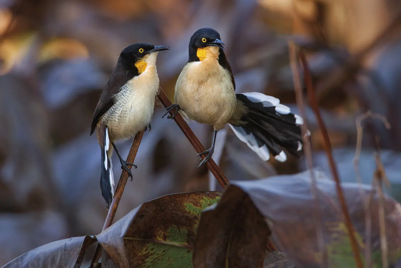 Fotografia de Araquém Alcântara — Pantanal