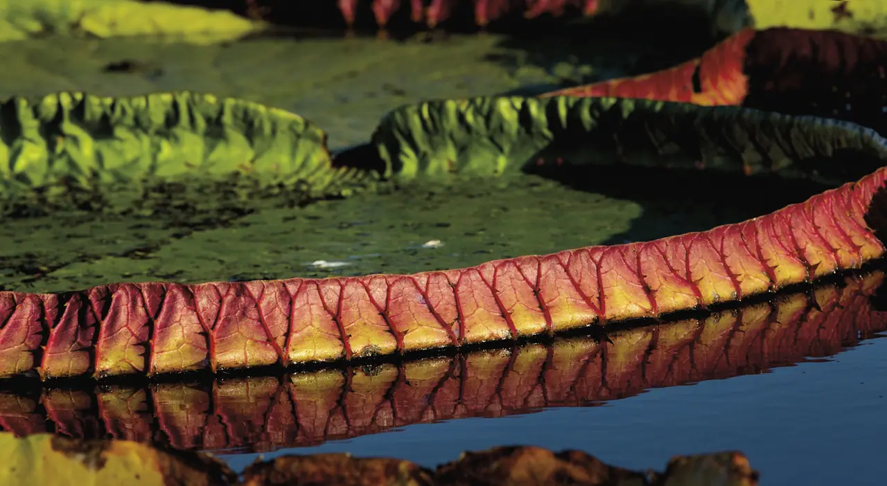 Fotografia de Araquém Alcântara — Pantanal
