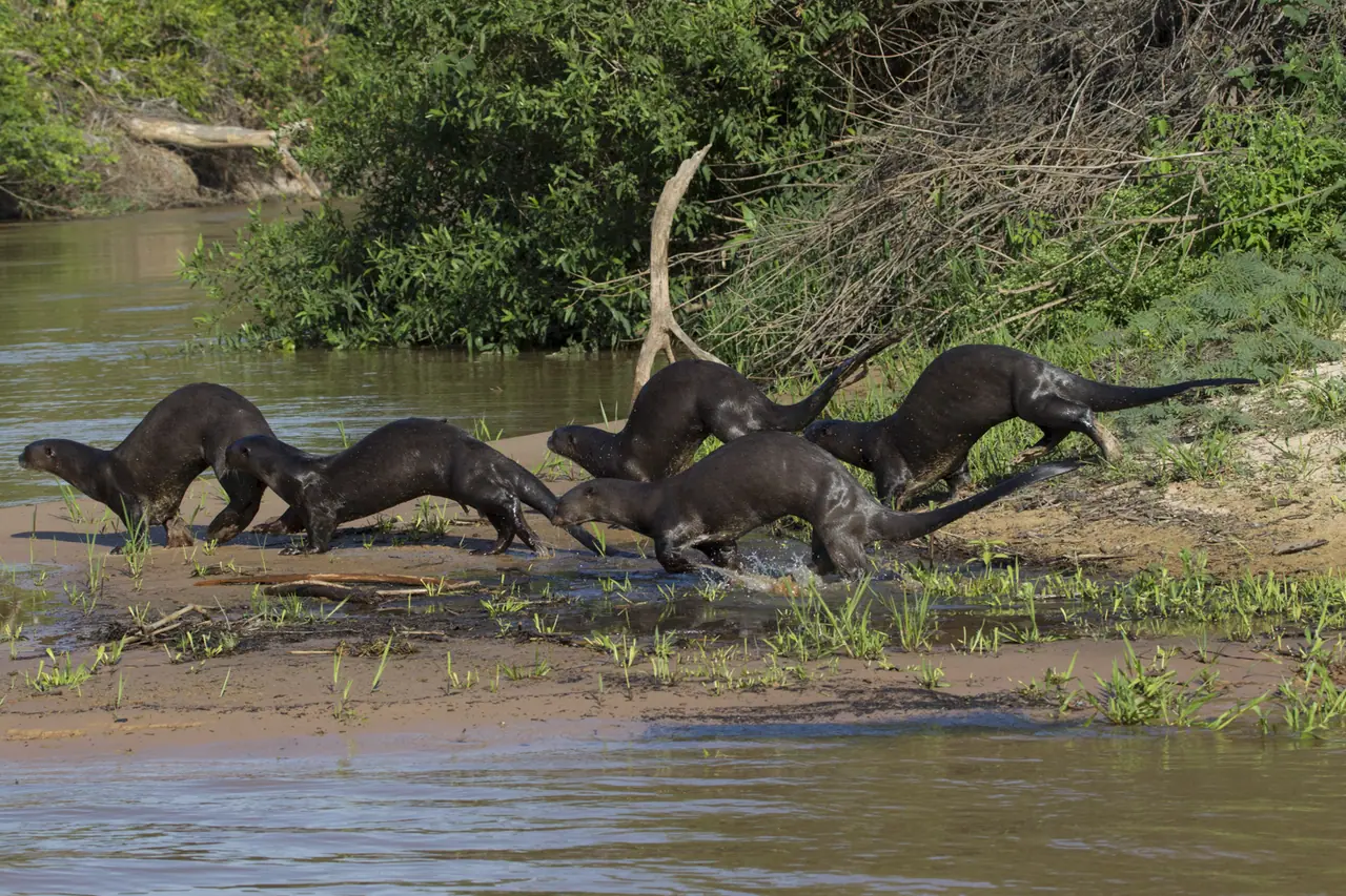 Fotografia de Araquém Alcântara — Pantanal