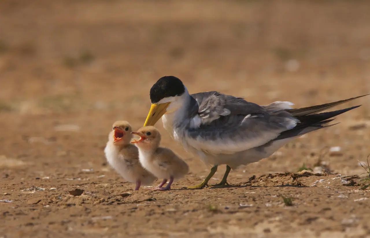 Fotografia de Araquém Alcântara — Pantanal