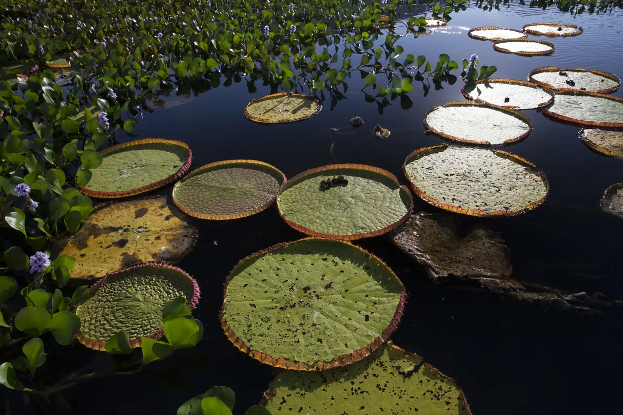Fotografia de Araquém Alcântara — Pantanal