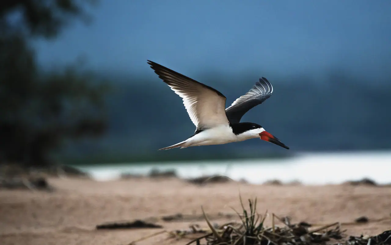 Fotografia de Araquém Alcântara — Pantanal