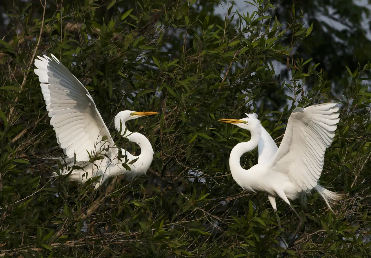 Fotografia de Araquém Alcântara — Pantanal