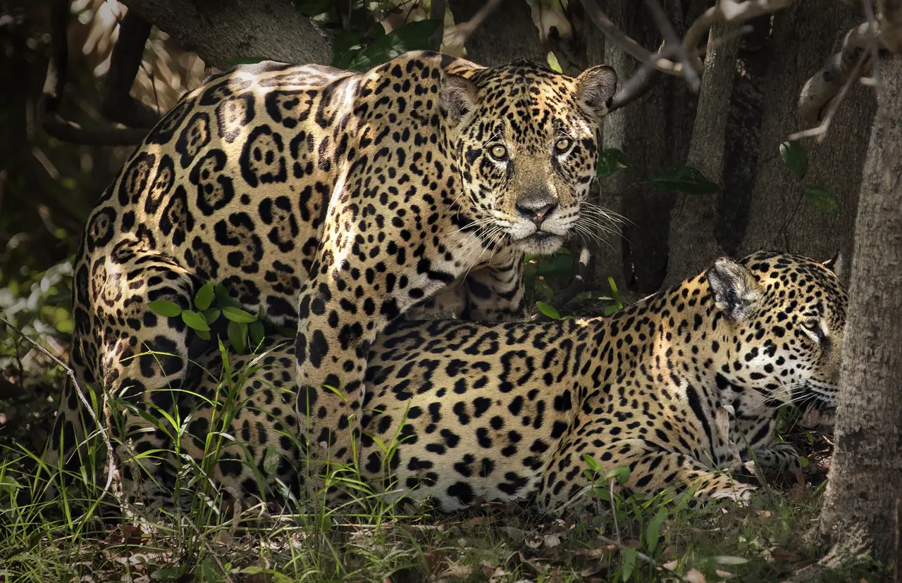 Fotografia de Araquém Alcântara — Pantanal