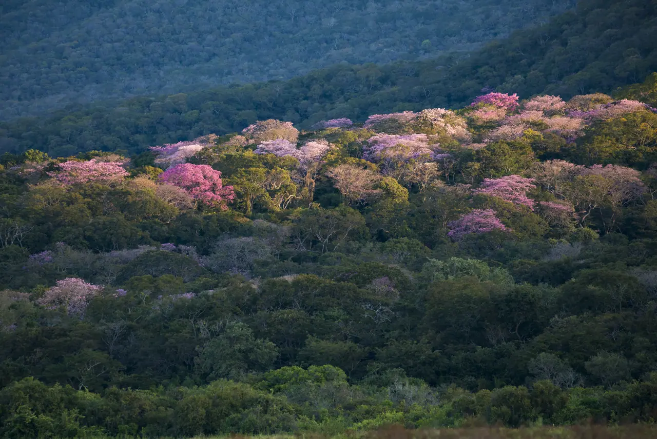 Fotografia de Araquém Alcântara — Pantanal