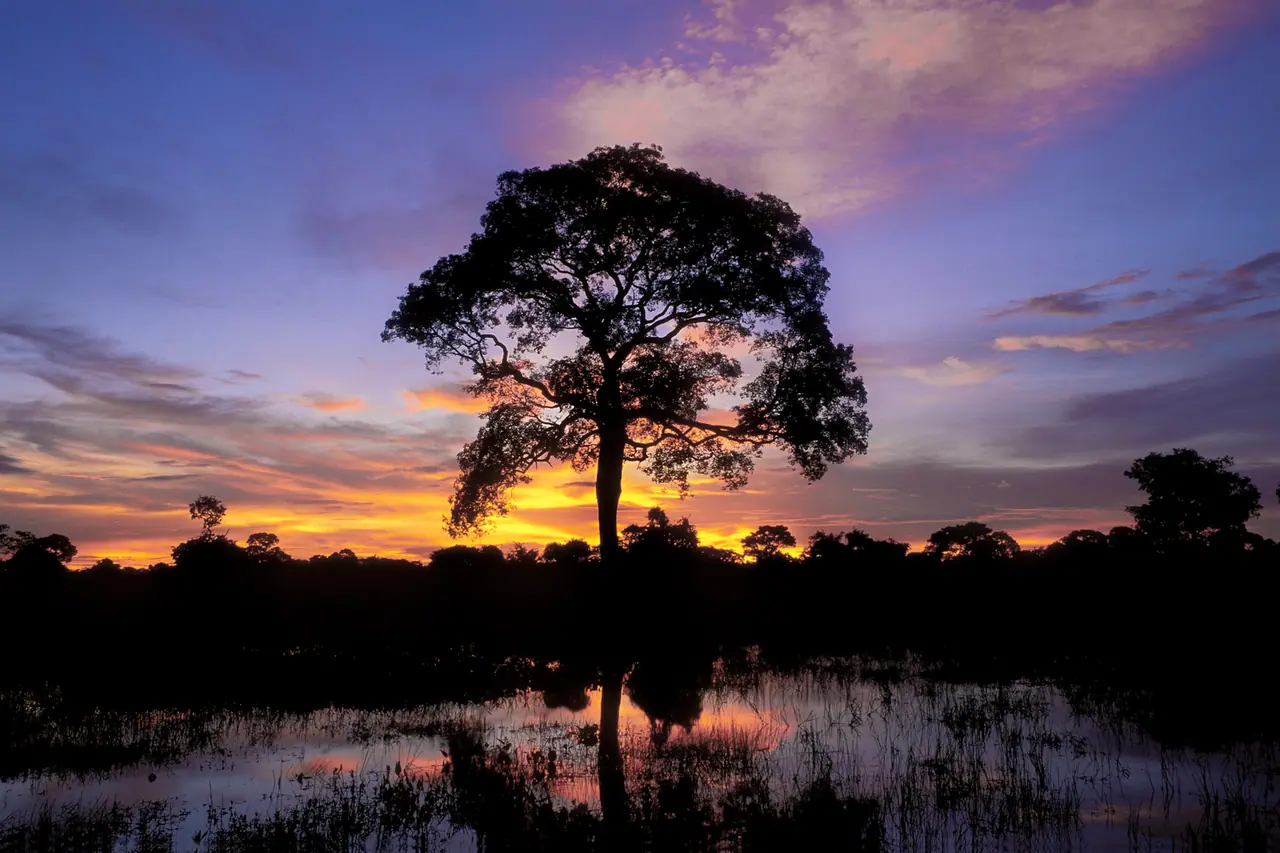 Árvore grande em silhueta contra o céu do pôr do sol, com reflexo na água